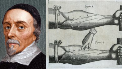 Kanın Karaciğerden Pompalanmadığını İspatlamak! William Harvey’nin Modern Tıpa Katkılarını Biliyor Musunuz